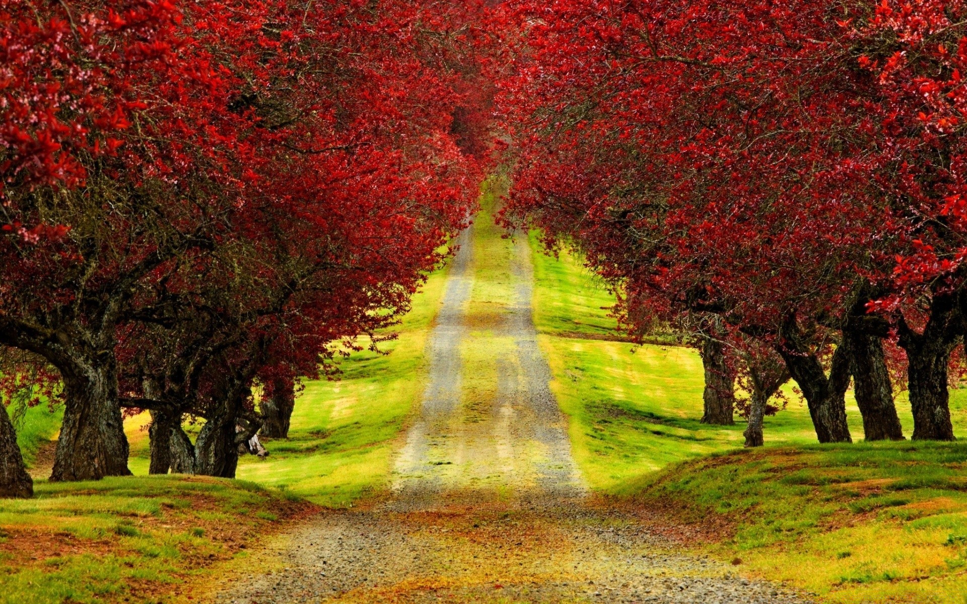 paesaggio albero autunno parco paesaggio stagione foglia natura strada giardino fiore guida erba acero legno colore all aperto ramo rurale vicolo