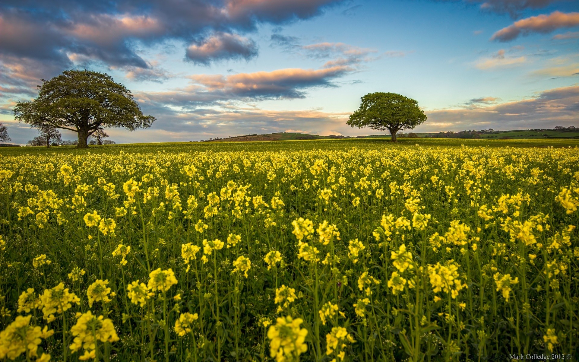paesaggio campo agricoltura paesaggio rurale fiore fattoria fieno natura all aperto raccolto flora cielo campagna bel tempo sole orizzonte ambiente estate paese