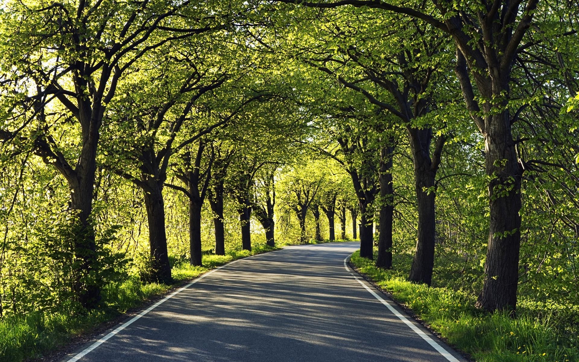 paisagens estrada guia árvore paisagem madeira folha parque natureza ambiente campo pista rural cênica outono avenida beco grama exuberante caminho