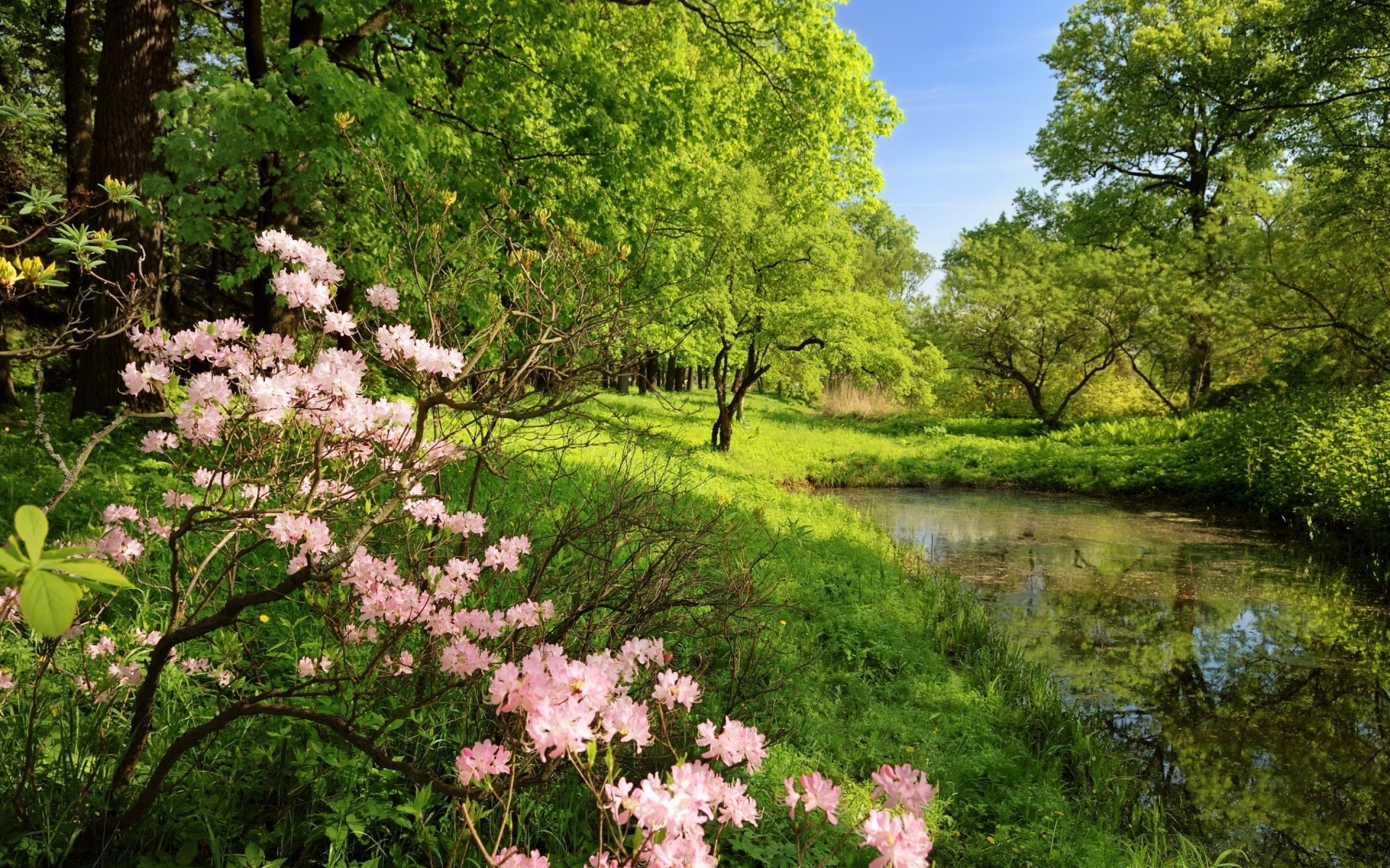 paesaggio albero natura paesaggio fiore parco foglia flora estate stagione giardino ambiente all aperto legno scenic paesaggio scena erba ramo vista