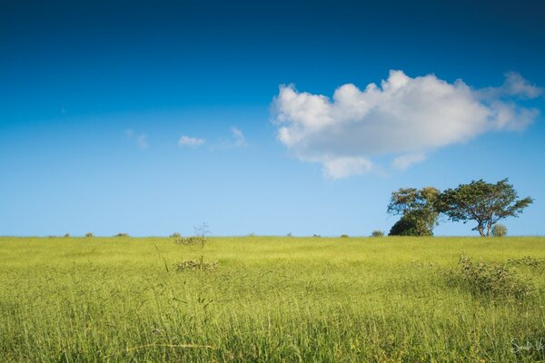 Bäume in einem Feld unter blauem Himmel und einer Wolke