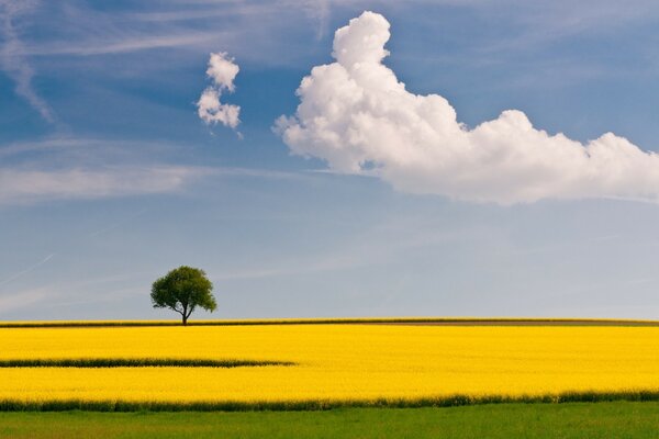 Weizenfeldlandschaft vor dem Hintergrund eines klaren Himmels
