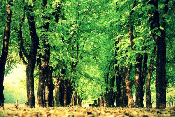 Yeşil ağaçlarla güzel orman yolu