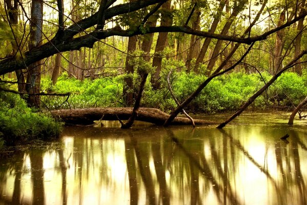 Fiume in mezzo a una fitta foresta