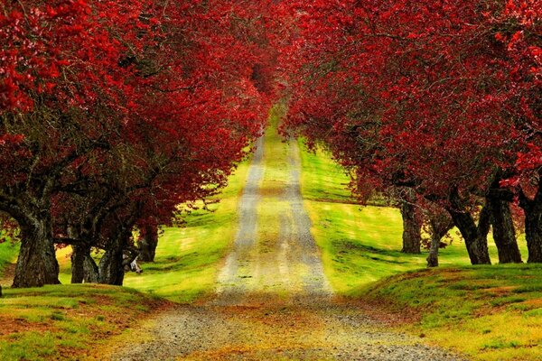 Vue d automne sur la route qui passe sous les arbres rouges
