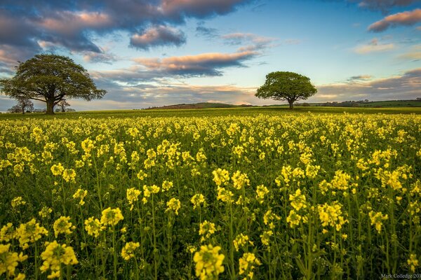 Landscape field with yellow flowers countryside