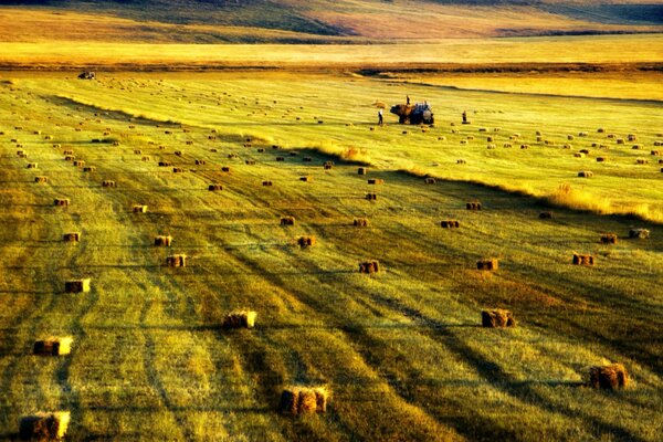 Los trabajadores en el tractor recogen pacas de paja en el campo
