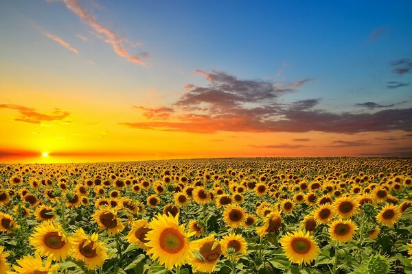 Bella foto: campo con girasoli