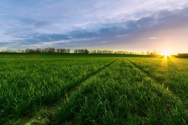 حقل أخضر على خلفية غروب الشمس