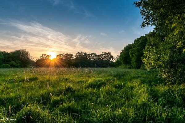 Beau coucher de soleil de la faune