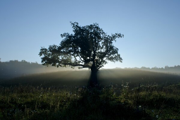 Vista di un albero vicino al pavimento in una mattina nebbiosa