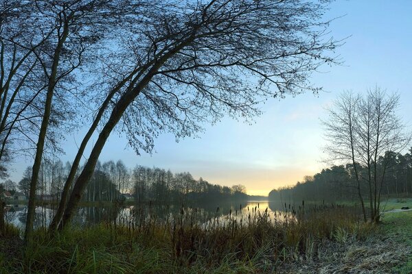 Paysage de la nature de la forêt. Aube brumeuse dans la forêt