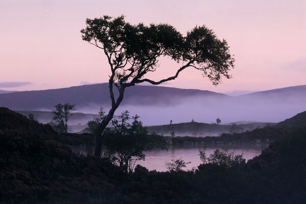 Der Baum auf dem Hintergrund der violetten nebligen Morgendämmerung