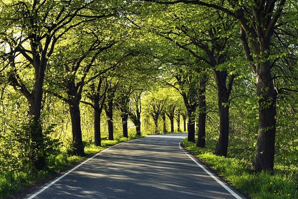 Ormandaki yol, yaz manzarası