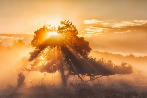 Morgendämmerung im nebligen Wald