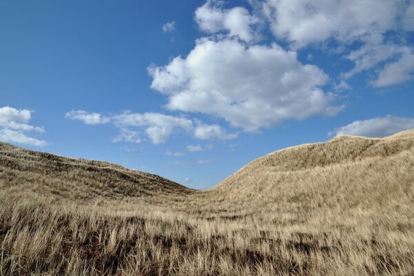 A field of wheat near the blue sky