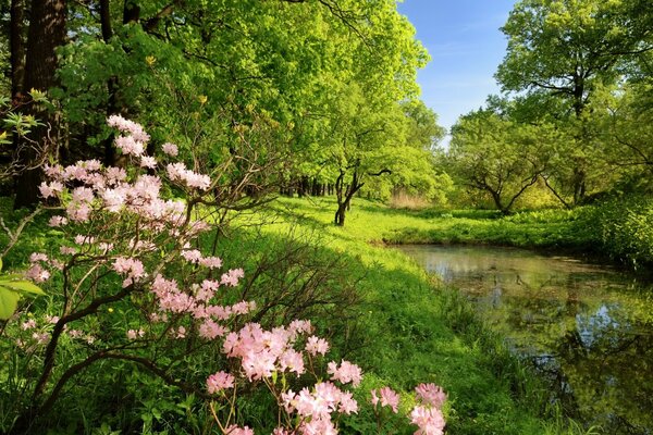 Вода дерева квіти зелень