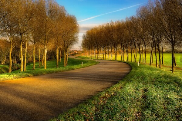 Paesaggio stradale con prato e alberi