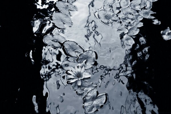 Immagine monocromatica di un giglio in acqua