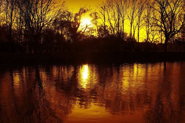 Reflexão nas ondas das árvores ao pôr do sol