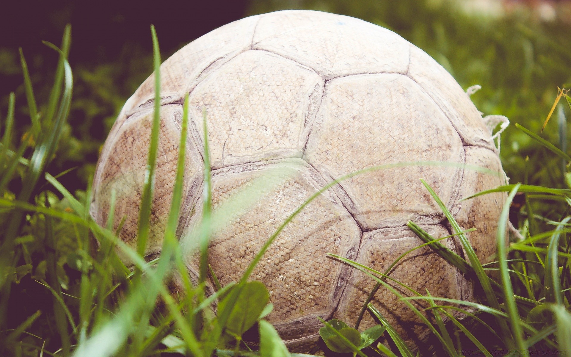 futebol grama natureza exterior alimento close-up madeiras