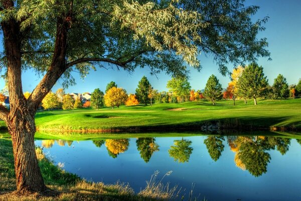 Beautiful nature. Tree by the lake