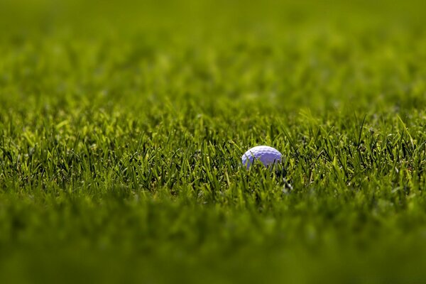 Golfball auf einem Feld im grünen Rasen