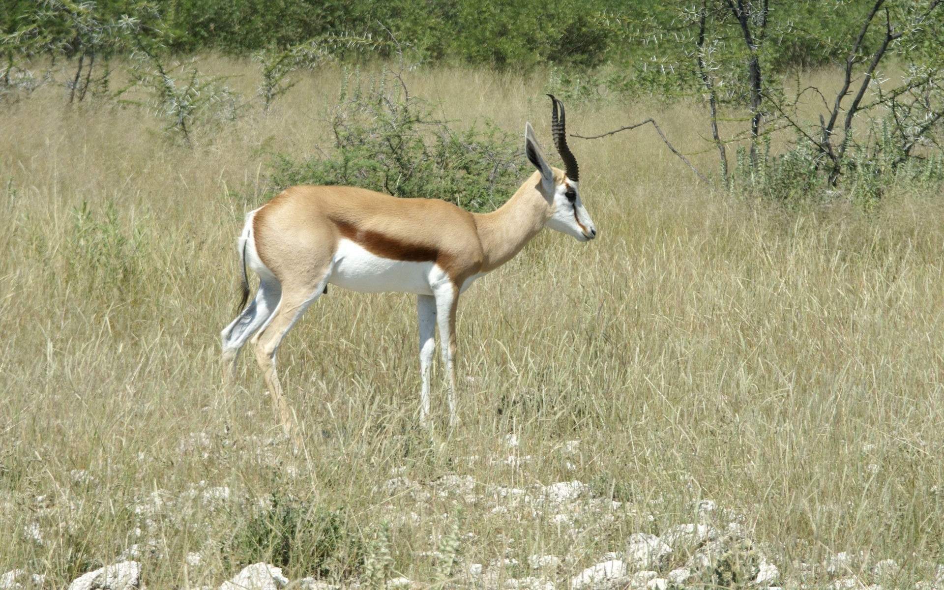 afrika tierwelt säugetier antilope im freien gras natur tier safari