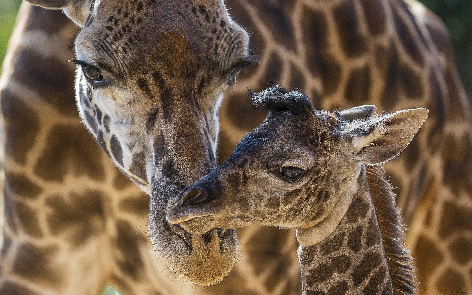 afrika zürafa doğa yaban hayatı memeli hayvan hayvanat bahçesi vahşi kafa boyun portre safari ağız park sevimli göz