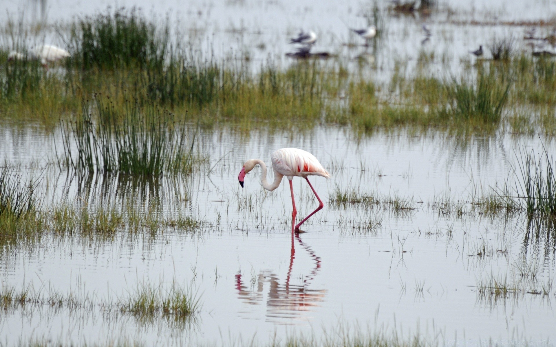 africa acqua marzo lago uccello riflessione fauna selvatica piscina natura palude animale collo selvaggio trampolieri heron zone umide airone fenicottero avian ambiente