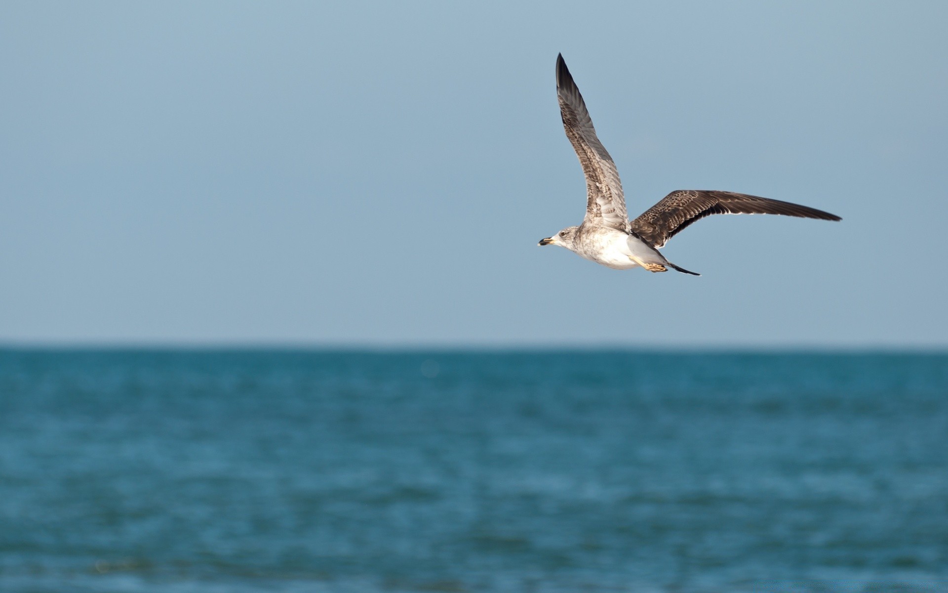 afryka woda morze ptak natura mewy ocean plaża na zewnątrz przyroda morze niebo lato podróże