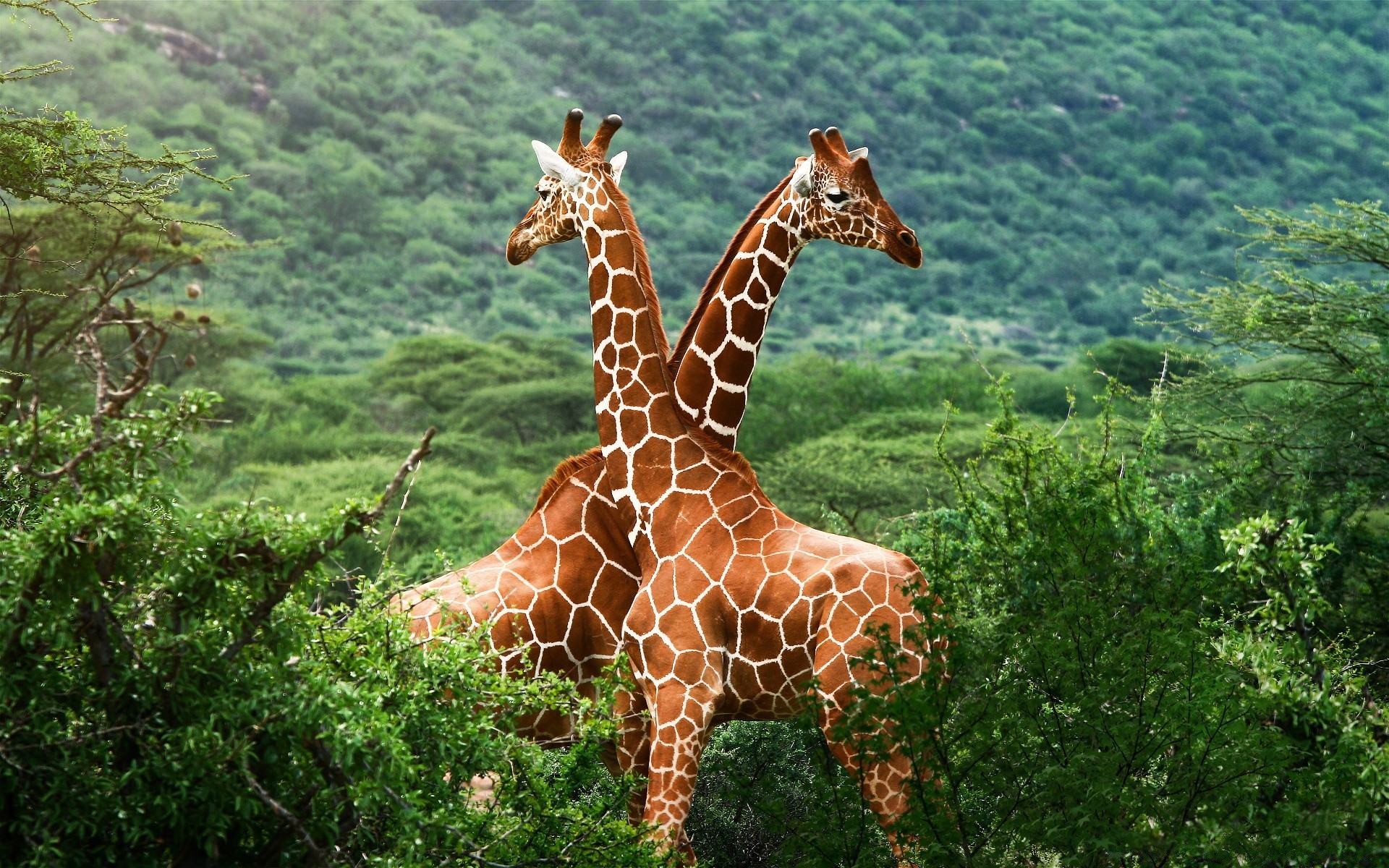 áfrica natureza selvagem ao ar livre madeira vida selvagem parque grama