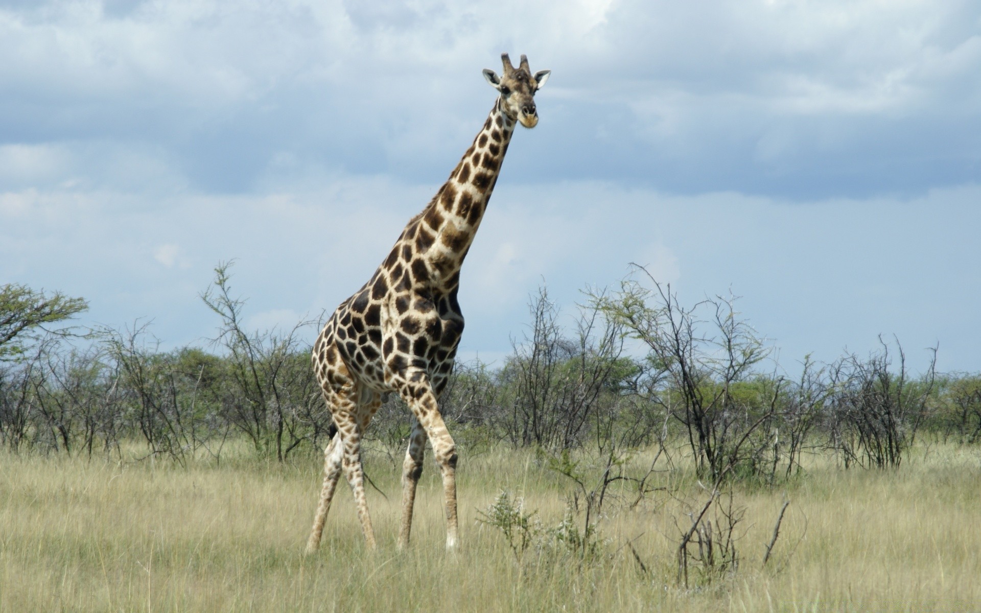 afrika giraffe tierwelt säugetier safari savanne natur wild weiden gras tier im freien hals kruger park reserve masai medium busch