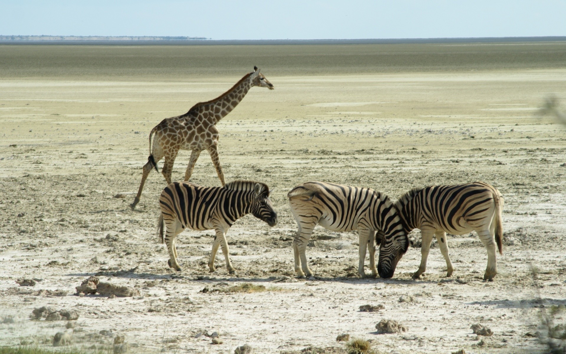 africa safari zebra wildlife savanna mammal reserve animal nature wild herbivore equine park neck grassland grass serengeti desert field bush