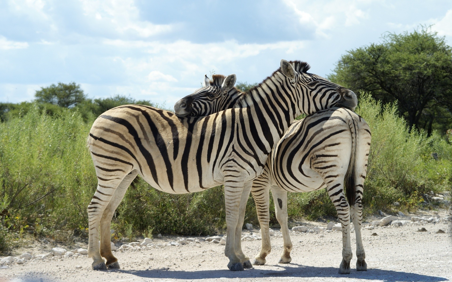 afrika tierwelt safari wild säugetier natur zebra tier kopf pflanzenfresser savanne gras reserve erhaltung