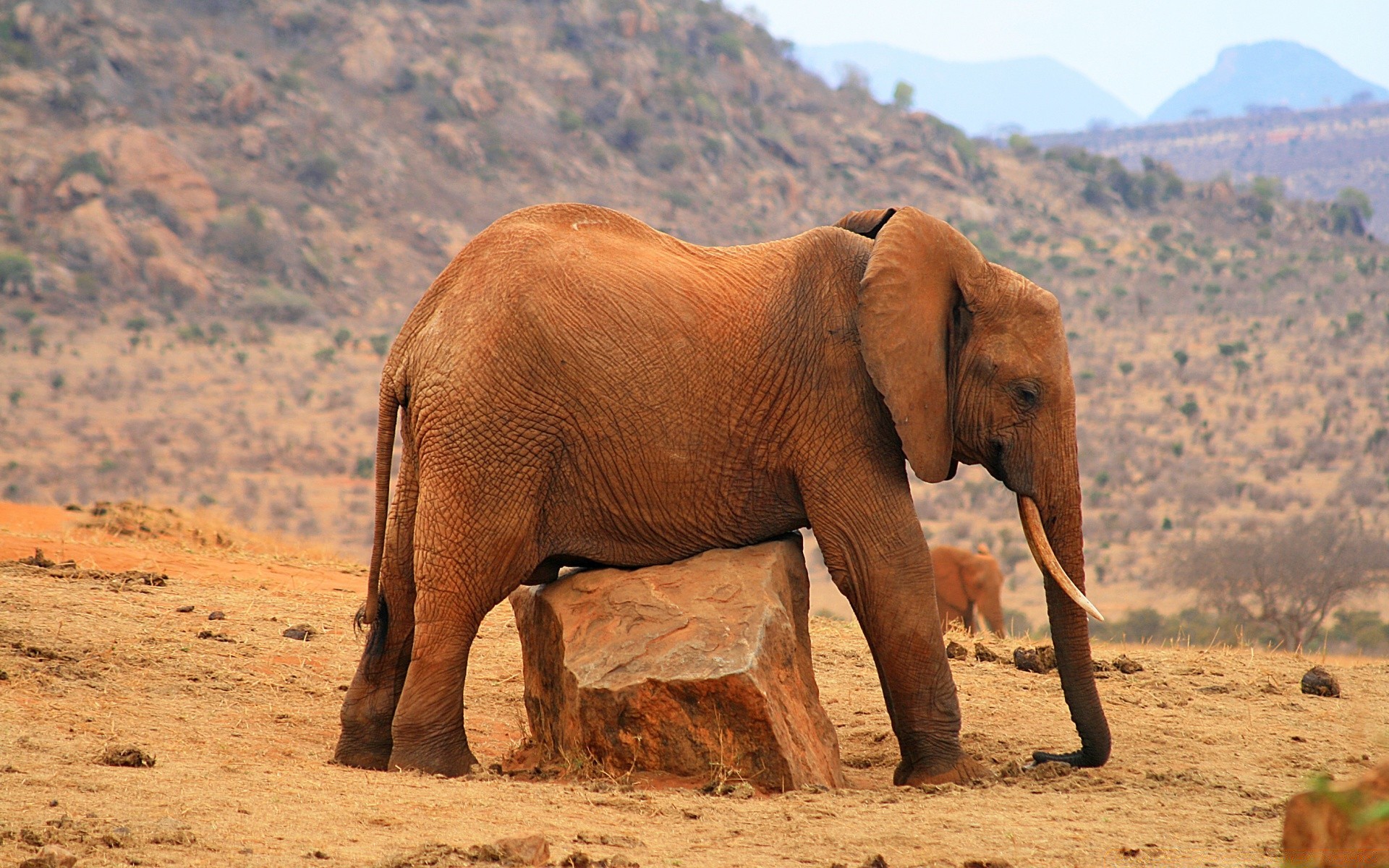 afrika säugetier tierwelt elefant safari reisen im freien wüste natur wild tier weiden afrikanischer elefant