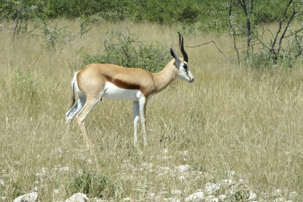 African antelopes outdoors