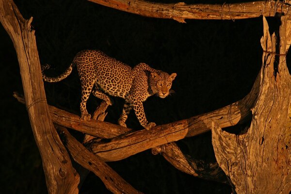 Leopardo en su hábitat natural