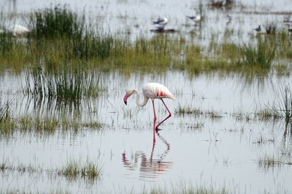 Pink flamingos on an African lake