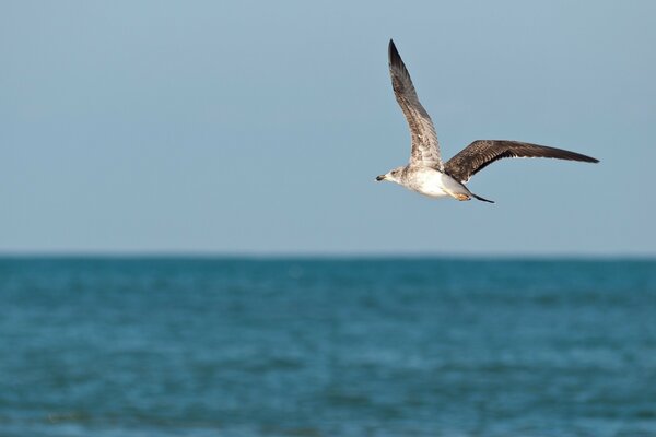 A bird flying over the sea in search of food