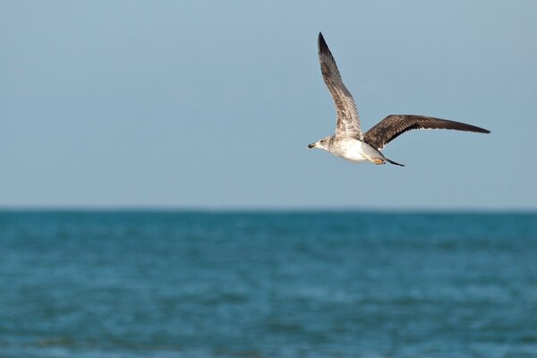 Oiseau volant au-dessus de la mer à la recherche de nourriture