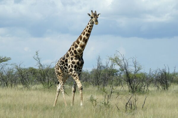 Giraffe im natürlichen Lebensraum