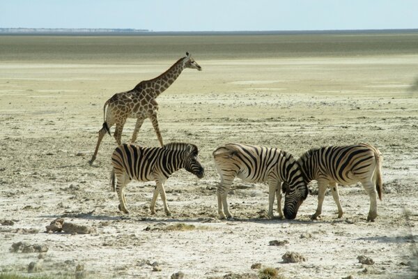 Zebras and giraffe in their natural habitat