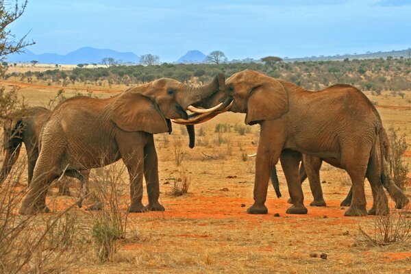 Troupeau d éléphants sur fond de savane nature