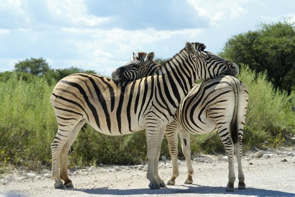 African zebras of the wild