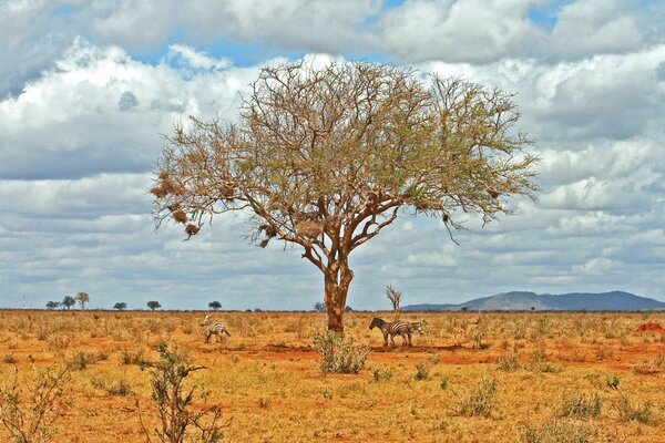 A lonely tree and a zebra in the savannah