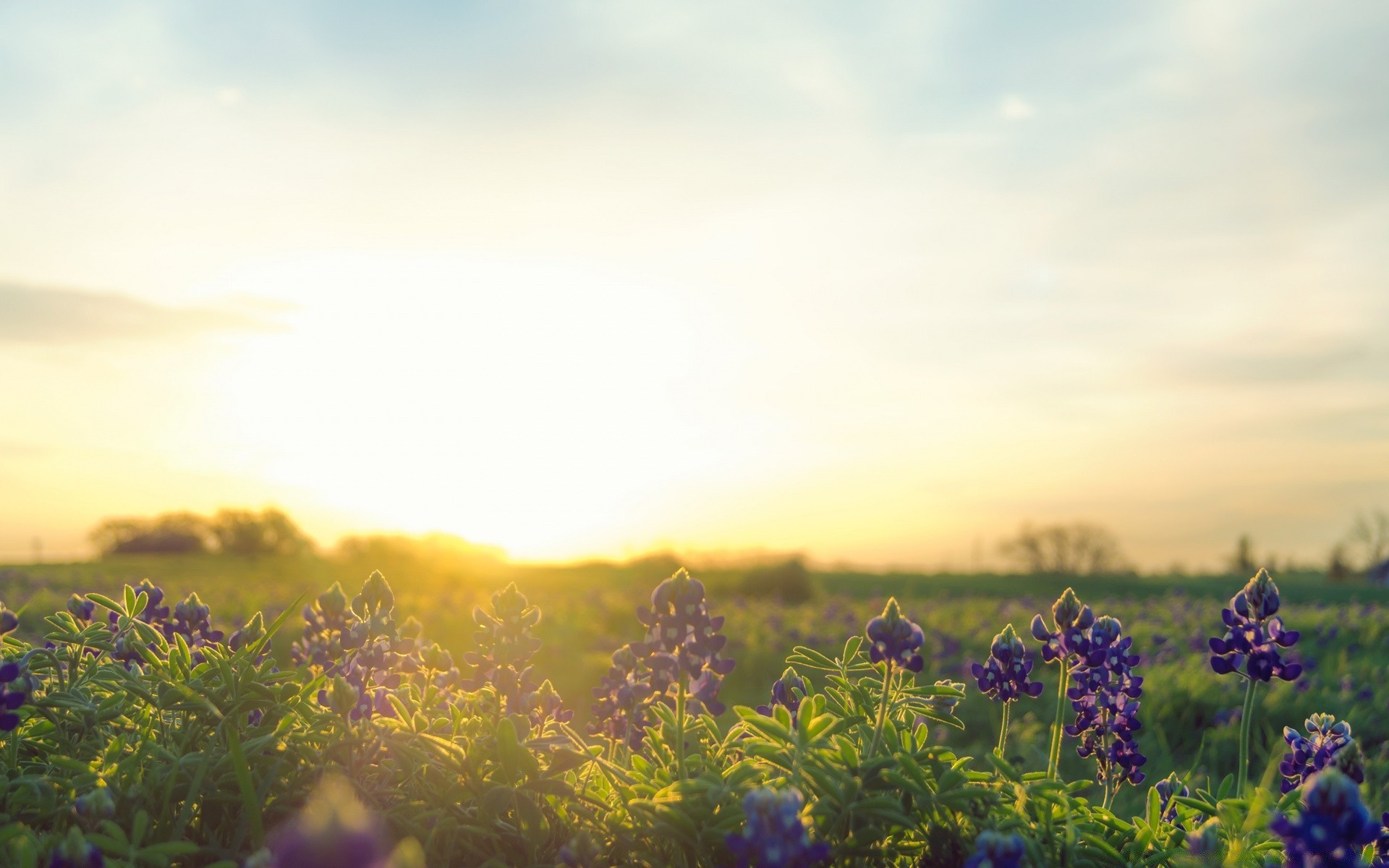 amerika blume landschaft feld natur im freien sommer sonnenuntergang dämmerung landwirtschaft heuhaufen flora weiden sonne bauernhof baum bebautes land tageslicht ländlichen gras