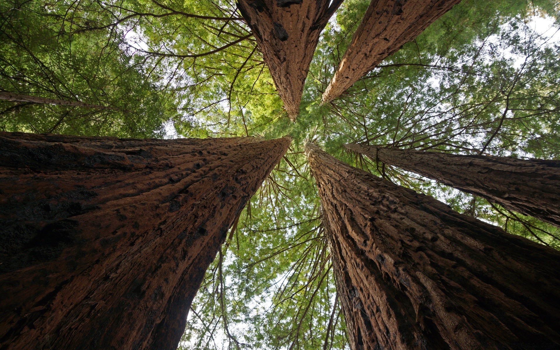 amérique bois bois nature à l extérieur lumière du jour environnement voyage parc paysage feuille conifères