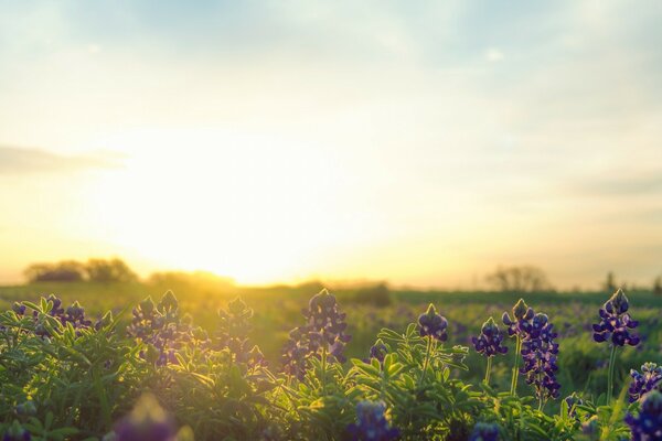 Kwiaty na polu tworzą wzór, natura w całej okazałości ukazała się oczom