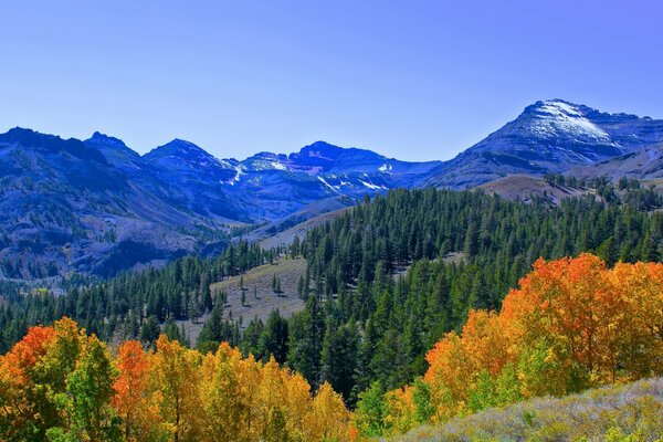 Paesaggio montuoso dell autunno dorato dell America